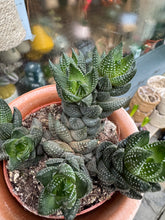 Load image into Gallery viewer, Haworthia reinwardtii / Reinwardt Haworthia
