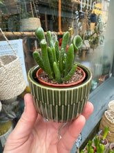 Load image into Gallery viewer, Crassula ovata Horn Tree / Jade Plant / Money Plant
