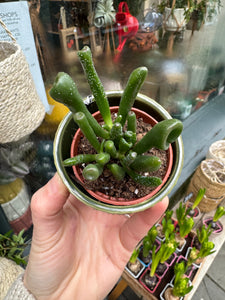 Crassula ovata Horn Tree / Jade Plant / Money Plant