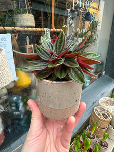 Peperomia caperata Rosso / Emerald Ripple Pepper