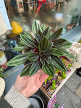 Load image into Gallery viewer, Peperomia caperata Rosso / Emerald Ripple Pepper
