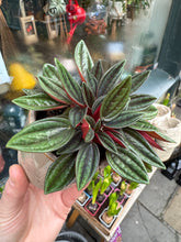 Load image into Gallery viewer, Peperomia caperata Rosso / Emerald Ripple Pepper
