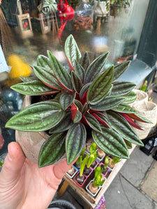 Peperomia caperata Rosso / Emerald Ripple Pepper