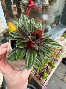 Peperomia caperata Rosso / Emerald Ripple Pepper