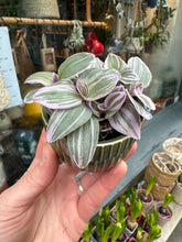 Load image into Gallery viewer, Tradescantia Sweetness / Inch plant
