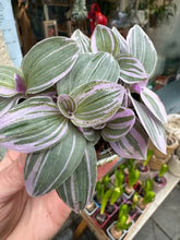 Load image into Gallery viewer, Tradescantia Sweetness / Inch plant
