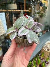 Load image into Gallery viewer, Tradescantia Sweetness / Inch plant
