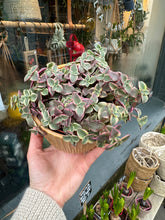 Load image into Gallery viewer, Crassula marginalis / Calico Kitten
