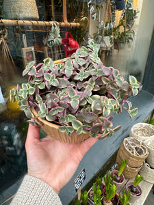 Crassula marginalis / Calico Kitten