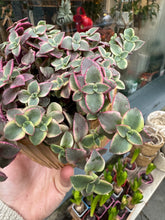 Load image into Gallery viewer, Crassula marginalis / Calico Kitten
