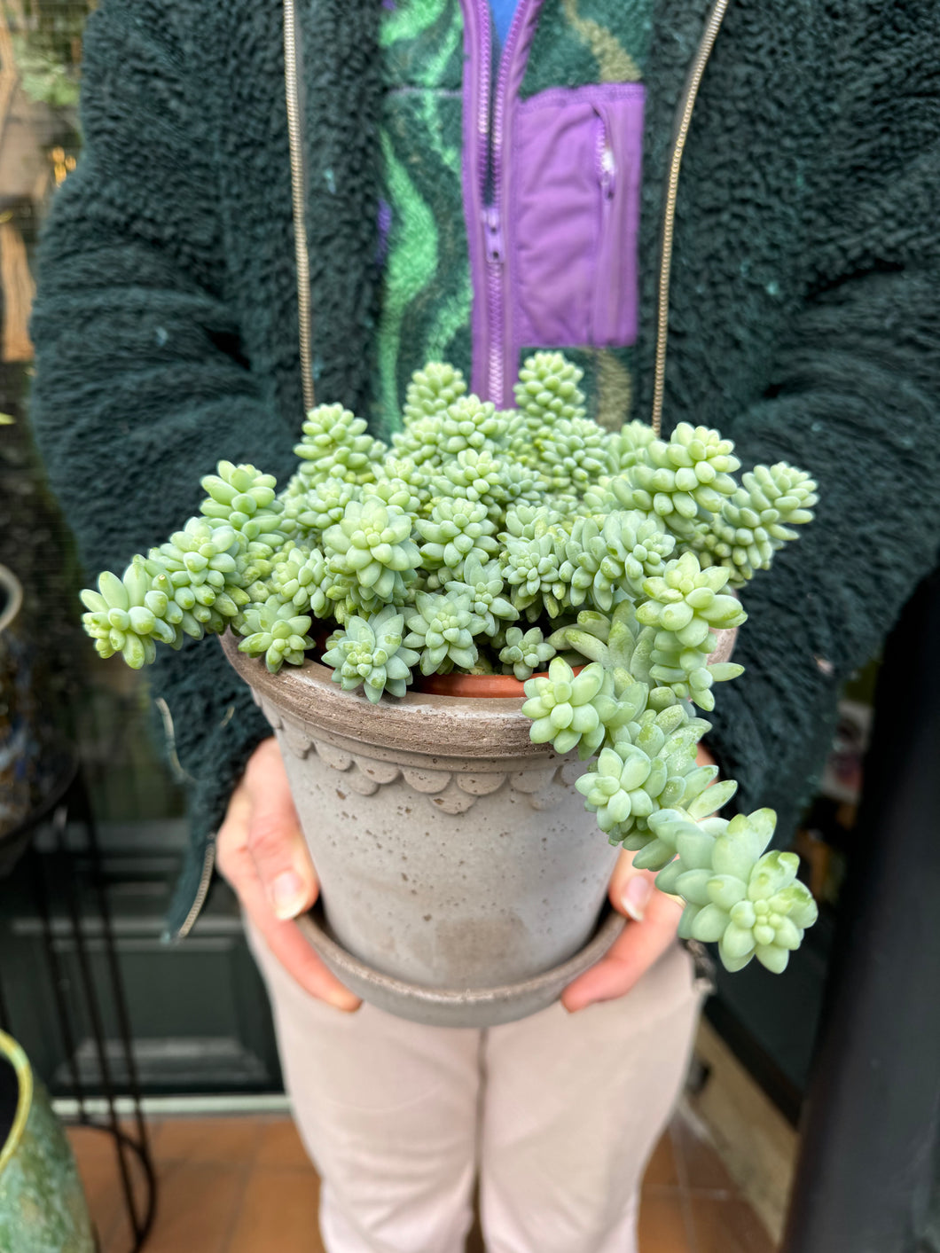 Sedum burrito / Burros Tail - 14cm Pot - *Local Delivery or Local Pick Up Only*