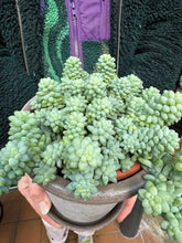 Load image into Gallery viewer, Sedum burrito / Burros Tail - 14cm Pot - *Local Delivery or Local Pick Up Only*
