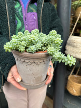 Load image into Gallery viewer, Sedum burrito / Burros Tail - 14cm Pot - *Local Delivery or Local Pick Up Only*
