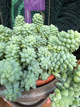 Load image into Gallery viewer, Sedum burrito / Burros Tail - 14cm Pot - *Local Delivery or Local Pick Up Only*
