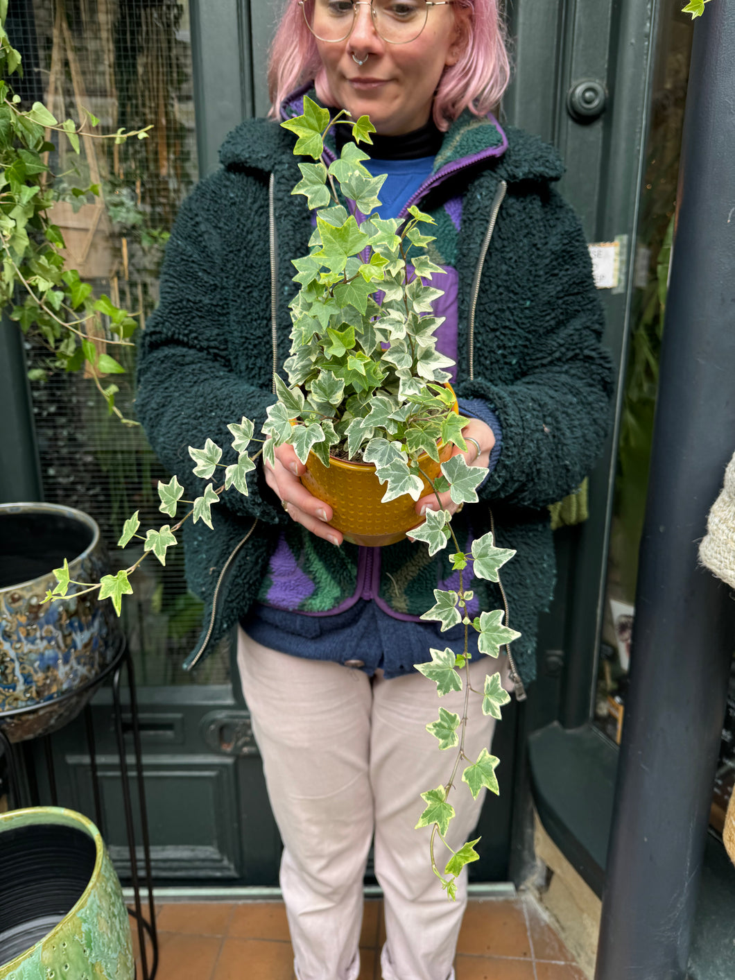 Hedera helix Eva / Variegated Ivy