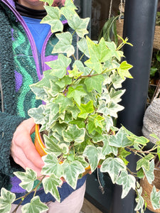 Hedera helix Eva / Variegated Ivy