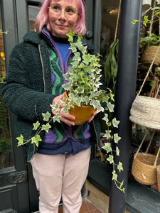 Hedera helix Eva / Variegated Ivy