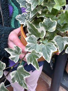 Hedera helix Eva / Variegated Ivy