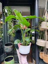 Load image into Gallery viewer, Strelitzia nicolai / Bird Of Paradise - 24cm Pot - *Local Delivery or Local Pick Up Only*
