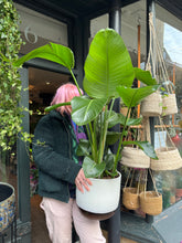 Load image into Gallery viewer, Strelitzia nicolai / Bird Of Paradise - 24cm Pot - *Local Delivery or Local Pick Up Only*
