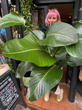 Load image into Gallery viewer, Strelitzia nicolai / Bird Of Paradise - 24cm Pot - *Local Delivery or Local Pick Up Only*
