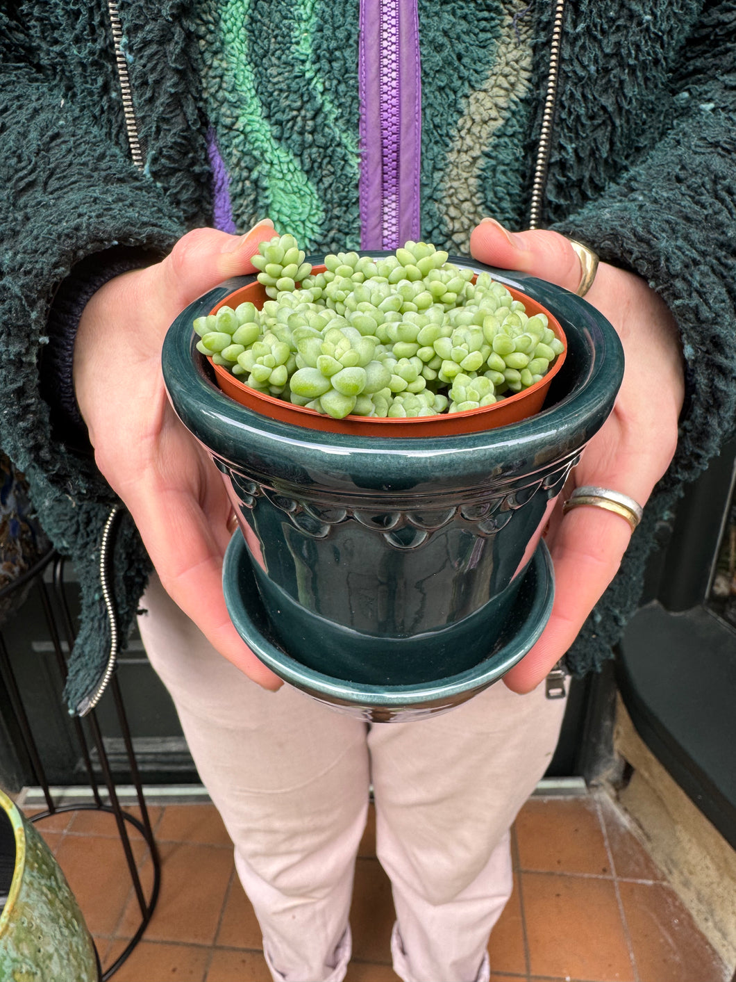 Sedum burrito / Burros Tail