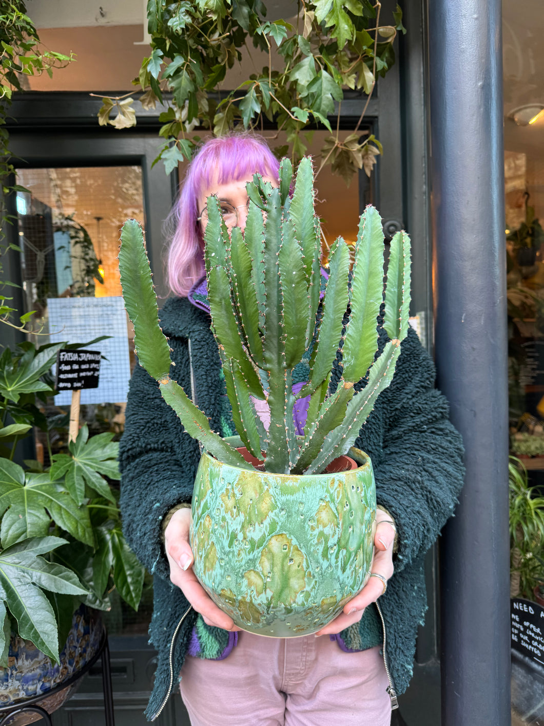 Euphorbia triangularis / Chandelier Tree