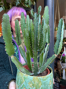 Euphorbia triangularis / Chandelier Tree