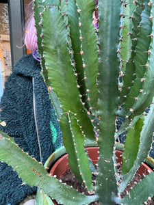 Euphorbia triangularis / Chandelier Tree