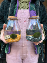 Load image into Gallery viewer, Marimo Moss Ball Terrarium - *Local Delivery or Local Pick Up Only*
