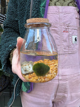 Load image into Gallery viewer, Marimo Moss Ball Terrarium - *Local Delivery or Local Pick Up Only*
