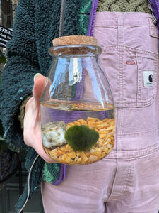 Marimo Moss Ball Terrarium - *Local Delivery or Local Pick Up Only*