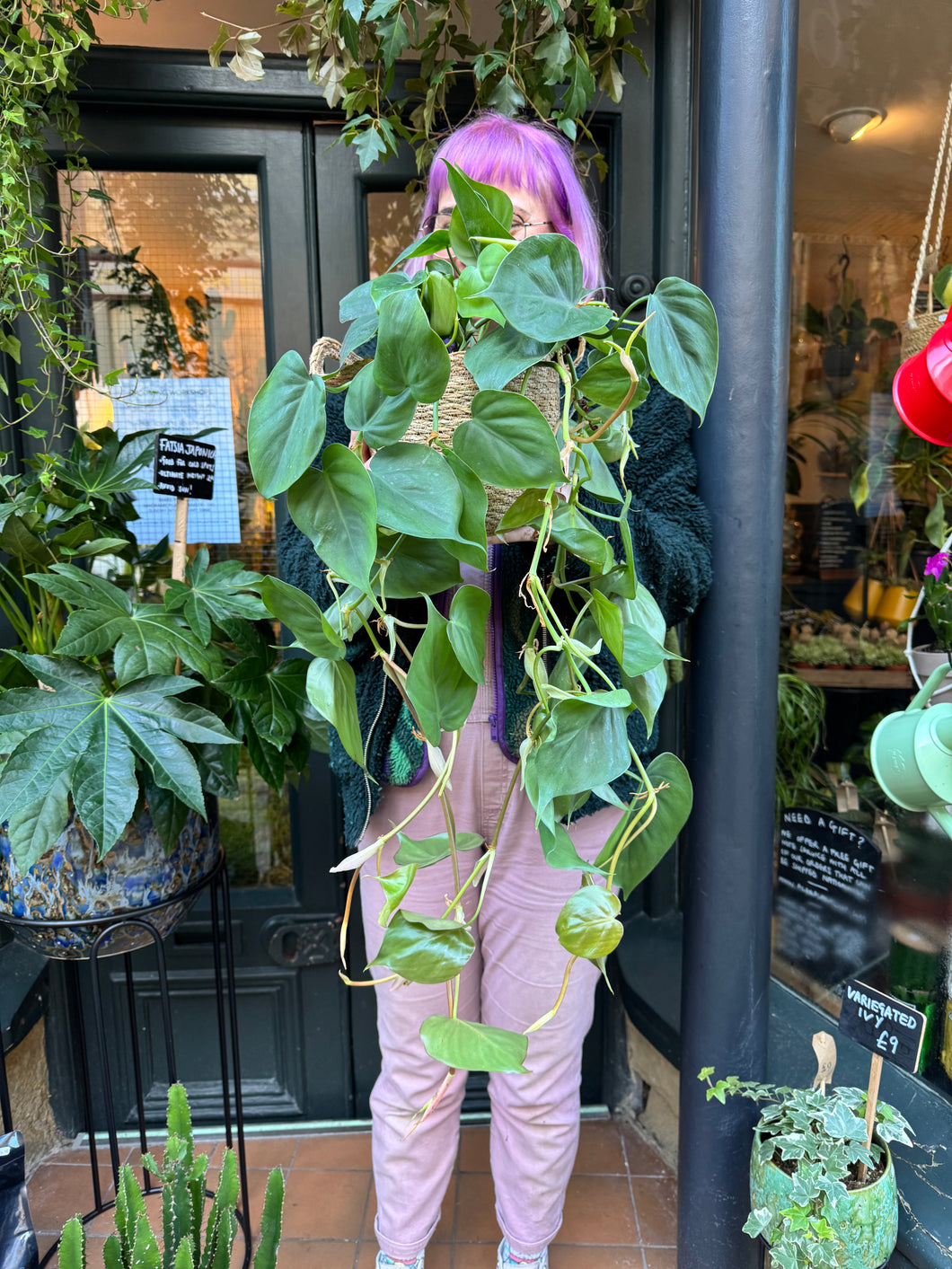 Philodendron scandens / Heart Leaf Philodendron - 15cm Pot