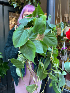 Philodendron scandens / Heart Leaf Philodendron - 15cm Pot