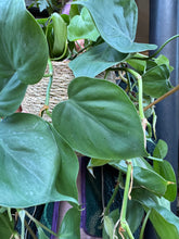 Load image into Gallery viewer, Philodendron scandens / Heart Leaf Philodendron - 15cm Pot
