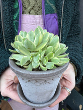 Load image into Gallery viewer, Crassula rusby Variegata / Variegated Money Plant
