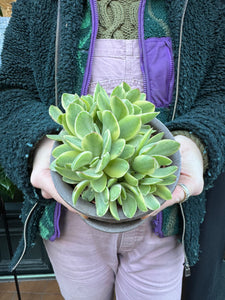 Crassula rusby Variegata / Variegated Money Plant