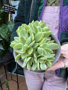 Crassula rusby Variegata / Variegated Money Plant