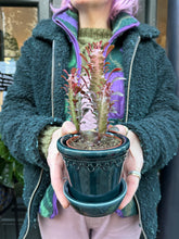 Load image into Gallery viewer, Euphorbia trigona Rubra / African Milk Tree - 8.5cm Pot
