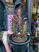 Load image into Gallery viewer, Euphorbia trigona Rubra / African Milk Tree - 8.5cm Pot
