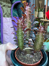 Load image into Gallery viewer, Euphorbia trigona Rubra / African Milk Tree - 8.5cm Pot
