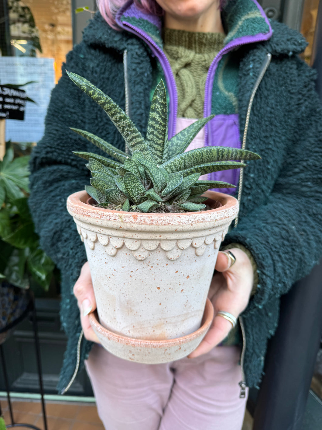 Gasteria carinata / Keeled Gasteria