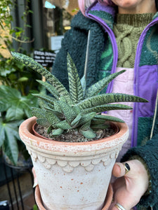 Gasteria carinata / Keeled Gasteria