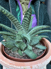 Load image into Gallery viewer, Gasteria carinata / Keeled Gasteria
