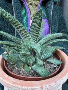 Gasteria carinata / Keeled Gasteria