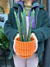 Load image into Gallery viewer, Sansevieria cylindrica Straight / Snake Plant
