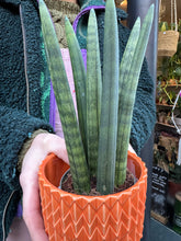 Load image into Gallery viewer, Sansevieria cylindrica Straight / Snake Plant
