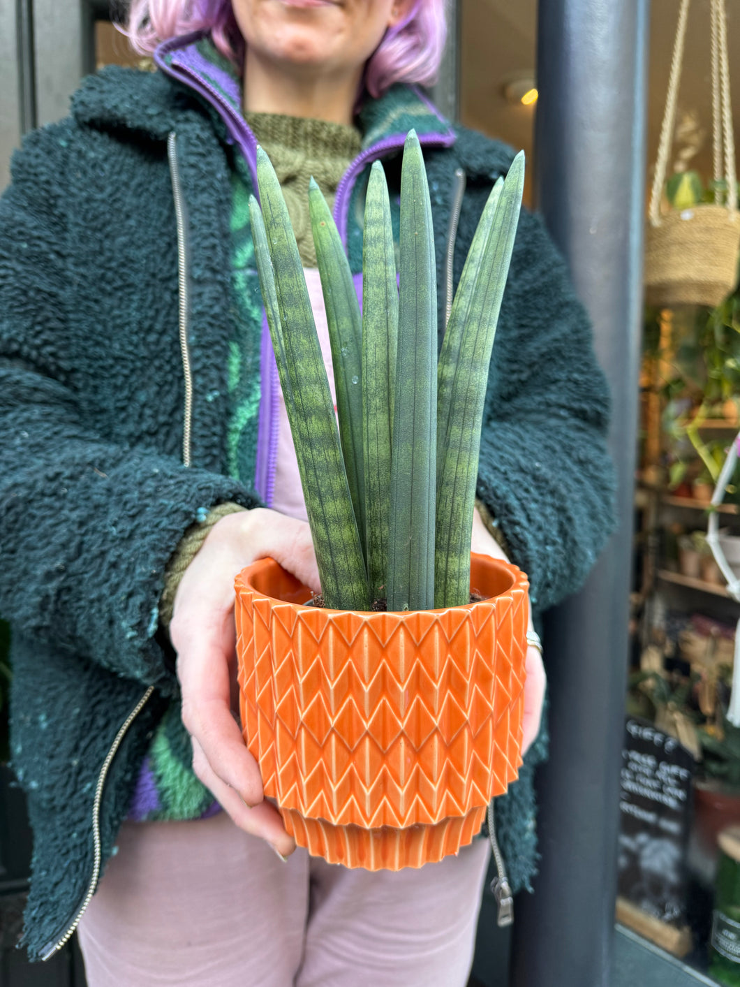 Sansevieria cylindrica Straight / Snake Plant