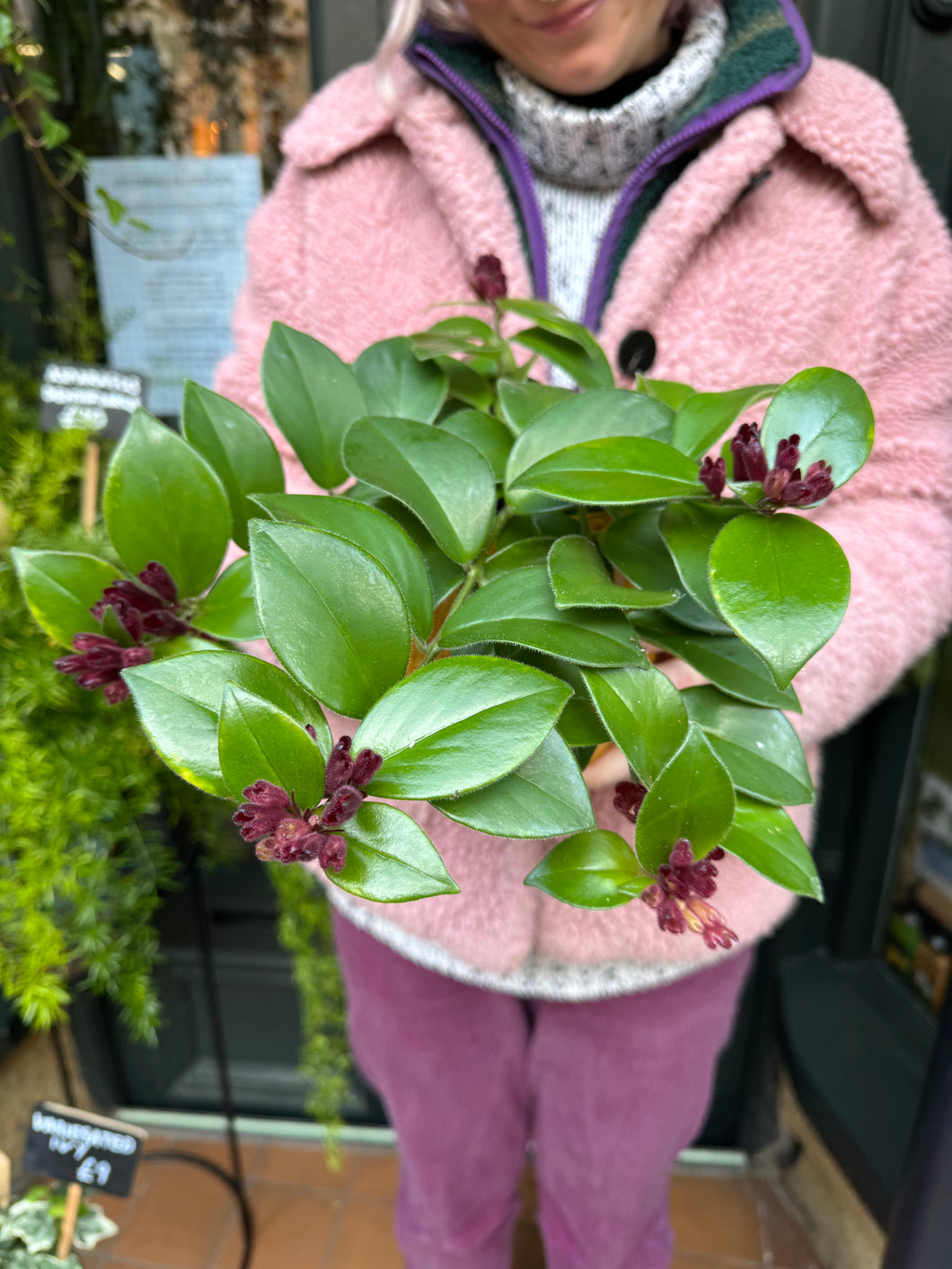 Aeschynanthus Mona Lisa / Lipstick Plant