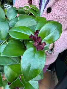 Aeschynanthus Mona Lisa / Lipstick Plant